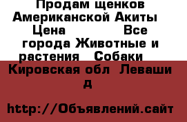 Продам щенков Американской Акиты › Цена ­ 25 000 - Все города Животные и растения » Собаки   . Кировская обл.,Леваши д.